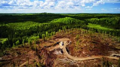 Aerial image of a clearcut in Ontario, with a logging road leading into a denuded landscape that presents a stark contrast to the healthy forest in the background.