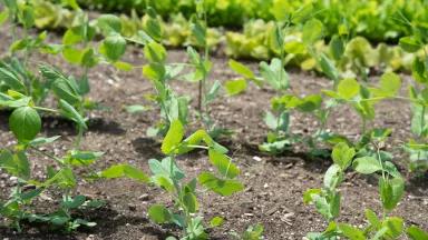 rows of pea sprouts in dirt