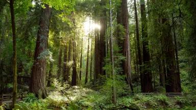 Beautiful redwood trees with the sunlight shining between them