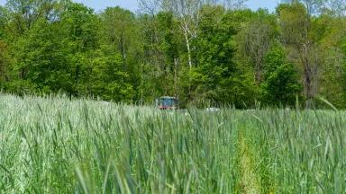 Field of cover crops with tractor in background