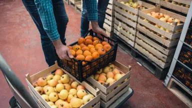 A worker moving crates of apples and oranges in a warehouse.