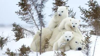 A mother polar bear resting as her three cubs climb over her in Wapusk National Park, Manitoba, Canada.