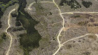 Aerial image of a clearcut in Ontario, showing a barren landscape with cross-cutting access roads, starkly contrasted with deep green forest in the background. 