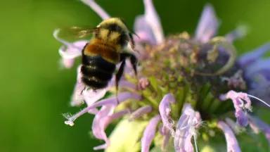 A rusty patched bumble bee hovering above a bergamot flower.