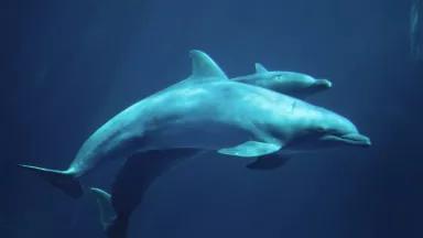 2 bottlenose dolphins swimming in the ocean.