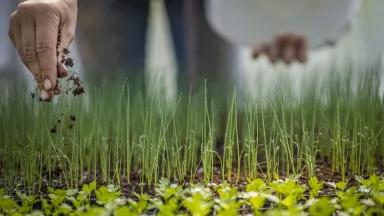 Compost being applied to organic crop seedlings at MX Morningstar Farm, a vegetable farm with retail store in Hudson, New York.