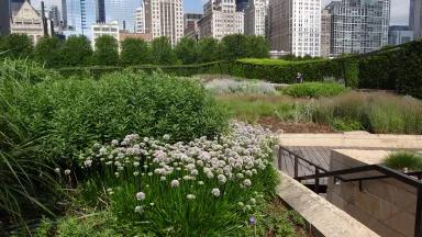 Lurie Garden in Millennium Park, Chicago, Illinois.