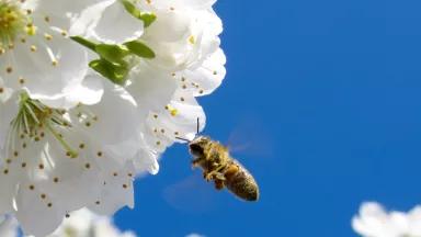 A bee flying toward a bunch of blossoms.