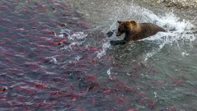 A brown bear fishing for salmon at Crosswinds Lake in Katmai National Park and Preserve, Alaska.