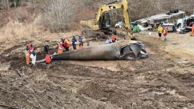 Many people surround the remains of a whale lying in a clearing in a wooded area, with an earthmover nearby