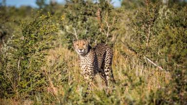 A cheetah walking through Madikwe Game Reserve in South Africa