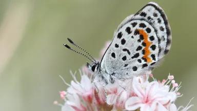 A square-spotted blue butterfly sits on a pink and white flower