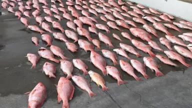 Illegally caught red snapper laid out for counting by the U.S. Coast Guard at South Padre Island, Texas, on April 23, 2018.

A total catch of 921 pounds was seized from a Mexican lancha boat illegally fishing in federal waters off southern Texas.