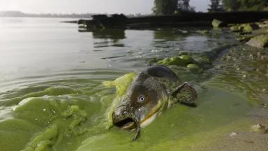 A dead fish in gunky green water