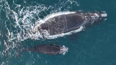 The propeller wounds are visible on the top of the calf’s head. 