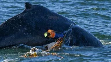 A humpback whale entangled in two commercial Dungeness crab fishing lines off the coast of San Diego