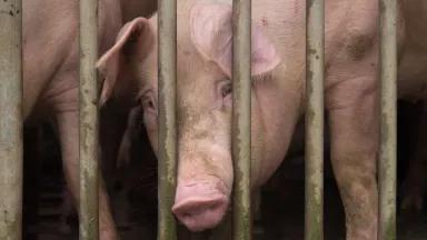 The image shows two domestic pigs in a confined space
