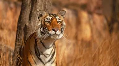 A Bengal tiger in Ranthambore National Park, Rajasthan, India.