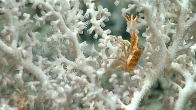 A small orange crustacean crawls on a white coral