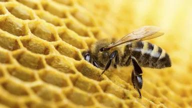 A honey bee standing on honeycomb.