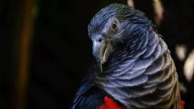 A portrait of a captive Pesquet’s parrot.