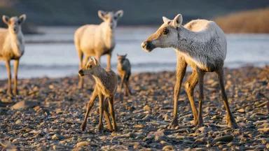 A herd of caribou, including babies, on a rugged surface