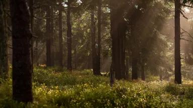 Sunlight streams through a California forest
