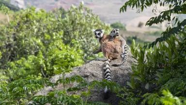 A mother and baby ring-tailed lemur in Anja Community Reserve, Madagascar. 

Ring-tailed lemurs are endemic to Madagascar, which is a biodiversity hotspot.