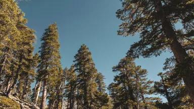 California forests stand in the crosshairs of a reckless and unnecessary industrial-scale wood pellet proposal by GSNR.