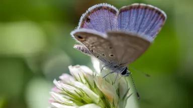 A Miami blue butterfly.