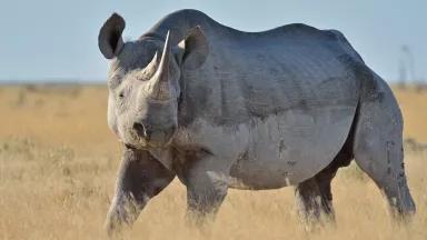 A black rhino in Etosha National Park, Namibia.