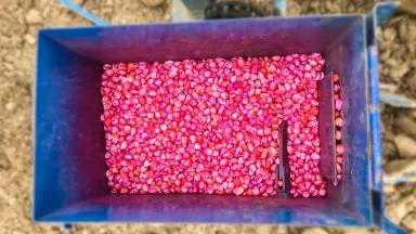 Pesticide treated corn seeds in the hopper of an agricultural seeder.