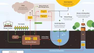 An infographic illustration showing the various polluting effects of the overuse of nitrogen fertilizer in farming.