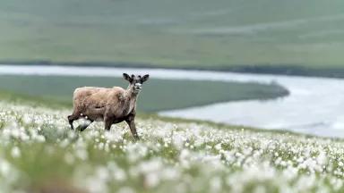 A caribou walks through cottongrass along the Hulahula River in the Arctic National Wildlife Refuge, Alaska.
