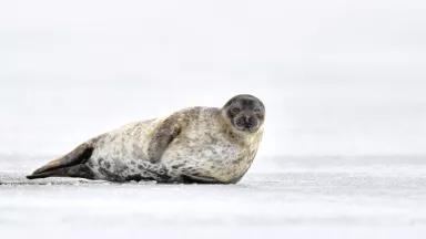 Seal resting on an ice floe. Ringed seal (Pusa hispida or Phoca hispida), also known as the jar seal, netsik or nattiq by the Inuit, is an earless seal which inhabits the Arctic and sub-Arctic region.