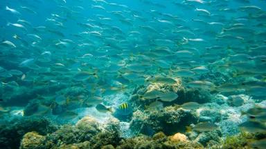A school of fish swimming in the Gulf of California off the coast of Baja California Sur, Mexico, May 2025.