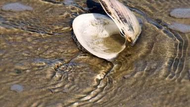 2322699232_c11e67e0af.Timothy.Valentine.clam.jpg