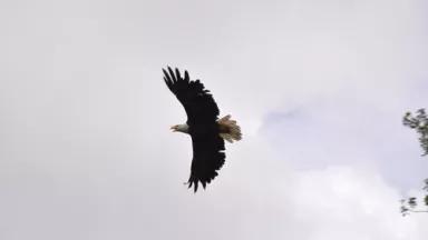Bald Eagle in Delta June 2010 credit David Hawkins.JPG