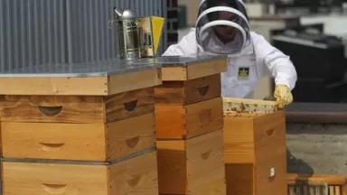 Bee 2.JPG