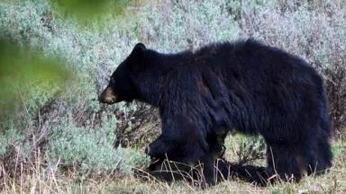 Black bear cropped.jpg