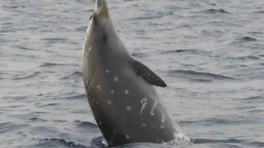 Blainvilles_beaked_whale_breach_by_Durban.jpg
