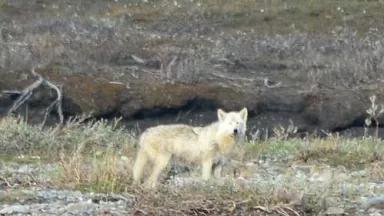 Thumbnail image for Blog First Wolf.jpg
