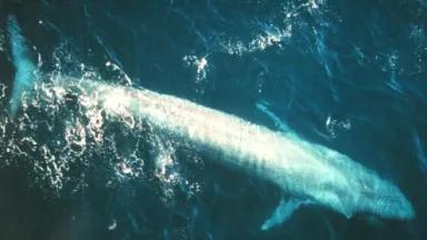 Image of a Blue Whale
