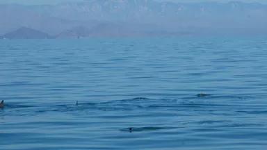 Cropped Vaquita sighting by SEMARNAT Sept 2011 Credit info on word doc.jpg