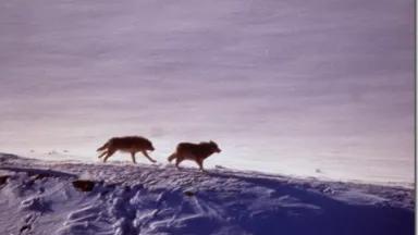 Yellowtone's Crystal Creek wolf pack, 1999 (National Park Service)