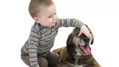 A baby pets an old dog