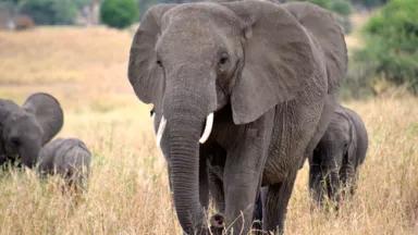 Elephant.jpg