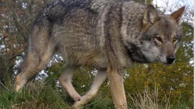  Lunca, a European wolf at the UK Wolf Conservation Trust in Berkshire, England by Retron      