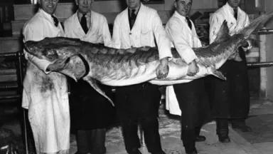 F3_archivalsturgeon.jpg