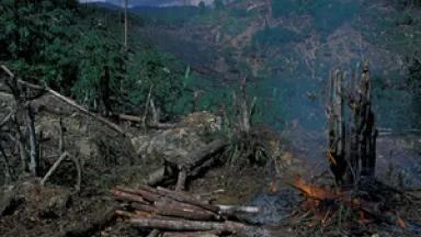 Forest Loss.png
